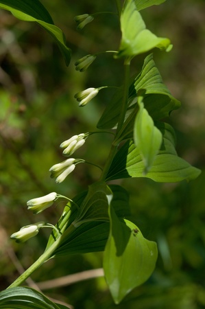 Polygonatum multiflorum の写真素材