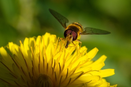 Episyrphus balteatus