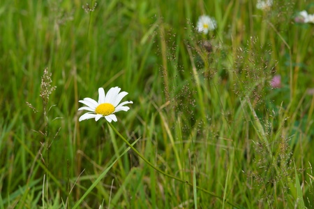 Flower in the grassの写真素材