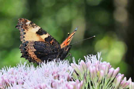 Aglais urticaeの写真素材