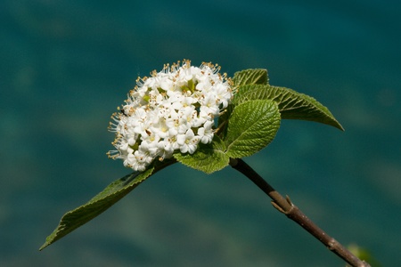 White Flower Treeの写真素材