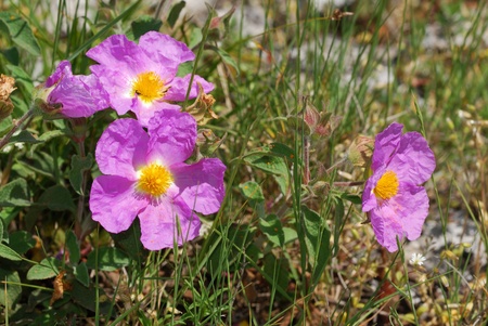 Cistus incanus   の写真素材