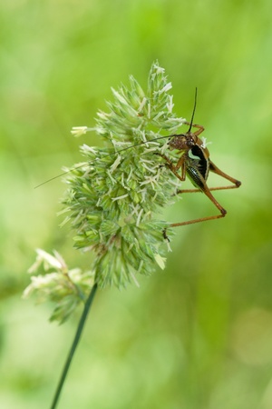 Metrioptera roeseliiの写真素材