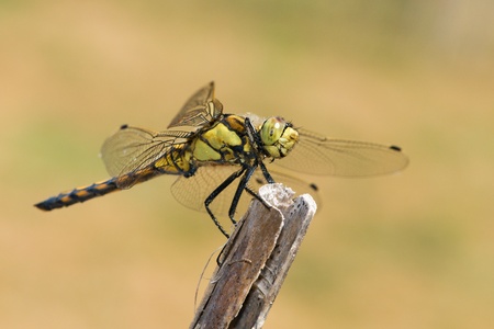 Sympetrum fonscolombii