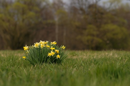 Narcissus pseudonarcissusの写真素材