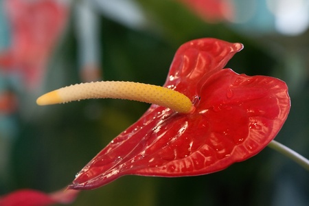 Anthuriaの写真素材