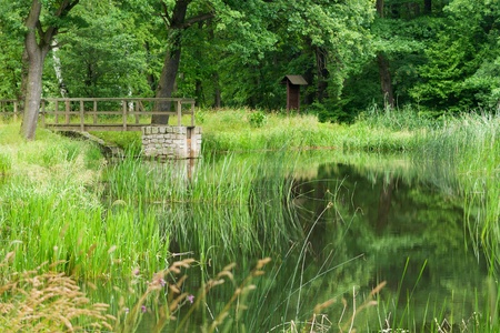 Summer at the Pondの写真素材