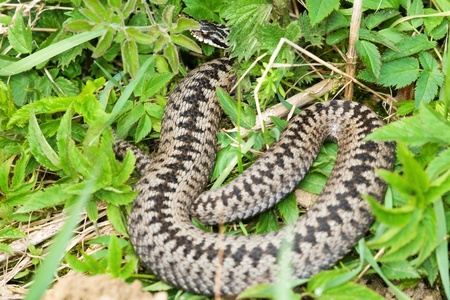 Vipera berus in the grassの写真素材