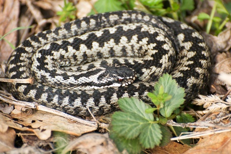 Vipera berusの写真素材