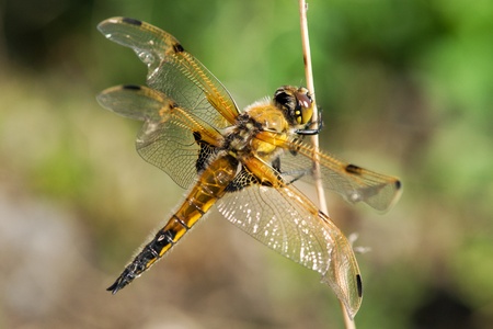 Libellula quadrimaculata の写真素材