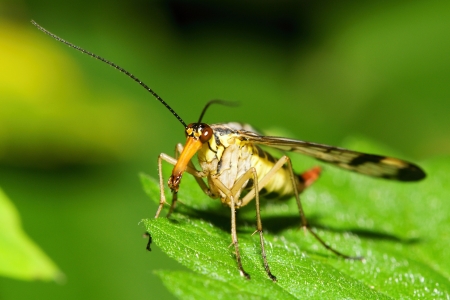 Panorpa communi 