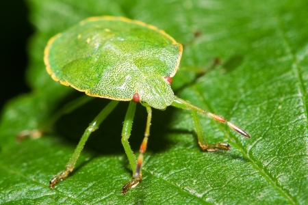 Palomena prasina 