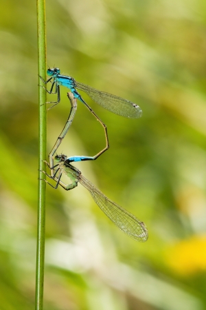 Two dragonflyの写真素材
