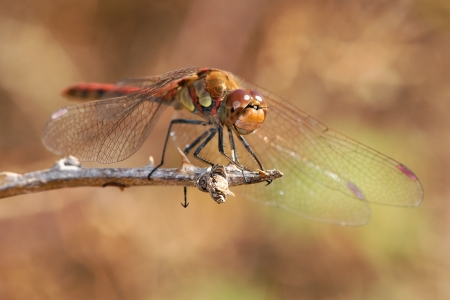 Sympetrum striolatum の写真素材