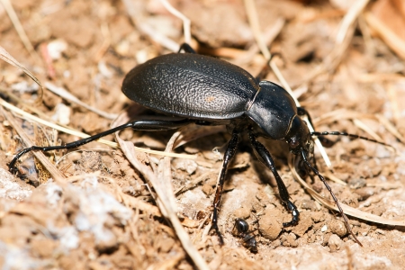 Carabus coriaceus の写真素材