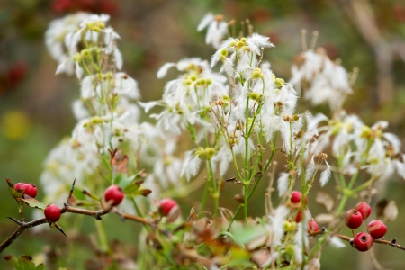 Autumn colorsの写真素材