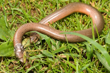 Anguis fragilisの写真素材