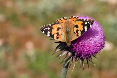 Vanessa carduiの写真素材