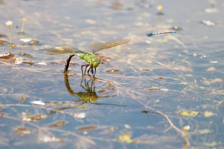 Anax imperatorの写真素材