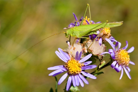Tettigonia viridissima flowersの写真素材
