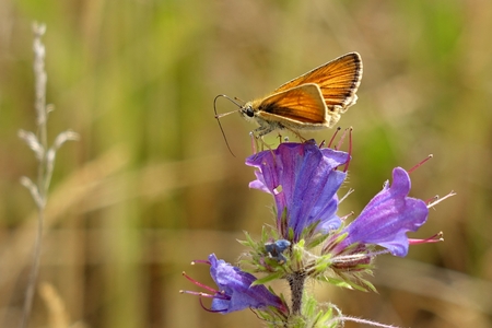 Ochlodes sylvanusの写真素材
