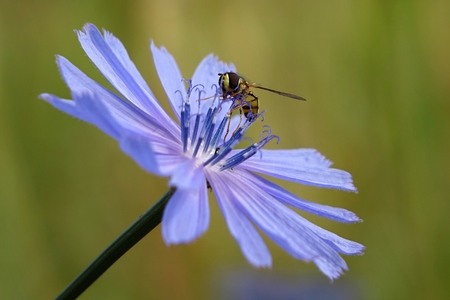 Fly on flower