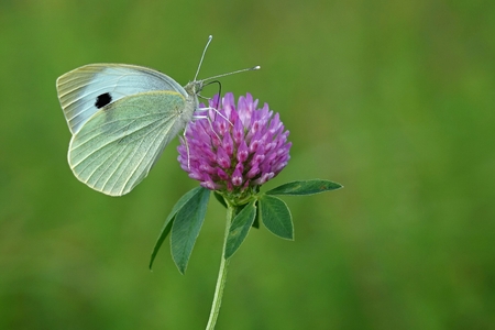 Pieris brassicae