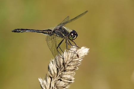 Sympetrum danaeの写真素材