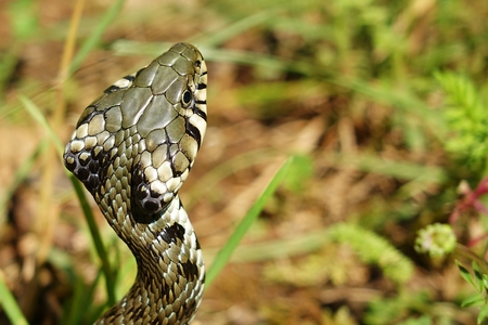 Natrix natrix portraitの写真素材