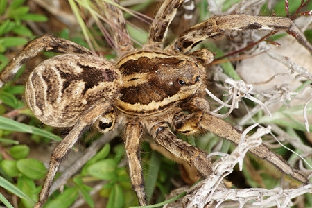 Lycosa tarantula closeup photoの写真素材