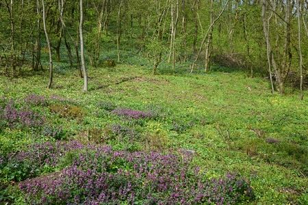 Flowering forest in the Czech Republic, Europeの写真素材