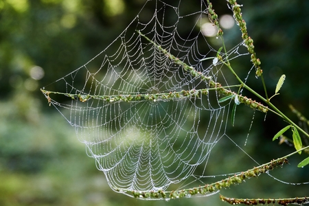 Typical spider web of Araneus spiderの写真素材