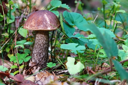 Leccinum scabrum is a European mushroom, Czech Republicの写真素材