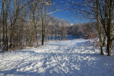Winter snowy landscape, forest in Europeの写真素材