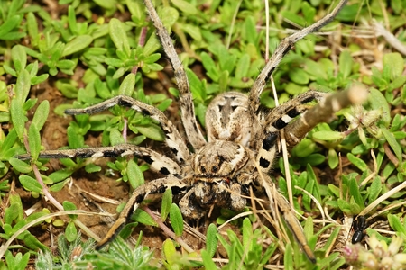 Lycosa tarantul,European spider in habitatの写真素材