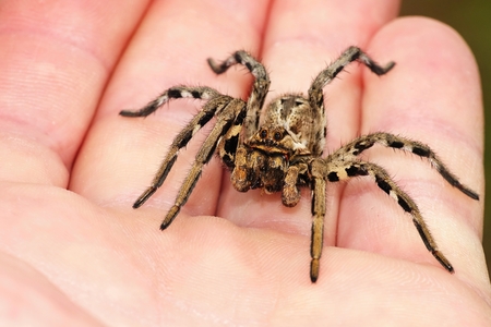 Lycosa tarantula on handsの写真素材