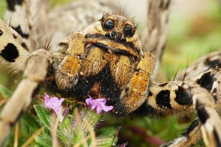 Detail of European spider Lycosa tarantula, Croatiaの写真素材