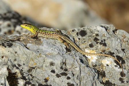 Podarcis siculus closeup photoの写真素材