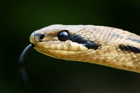 Elaphe quatuorlineata closeup photoの写真素材