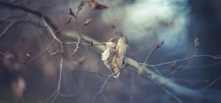 Last leaf on the autumnal treeの写真素材