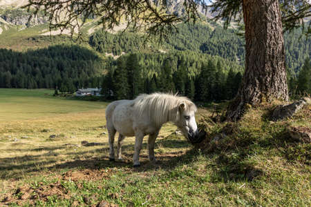 Swiss lakes and mountains on a sunny day with white cloudsの写真素材