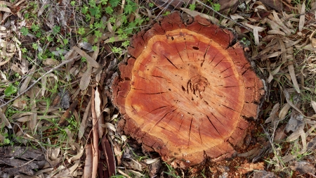 cut treeの写真素材