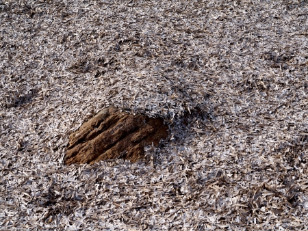 algaeの写真素材