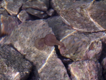 small jellyfish among the rocks
