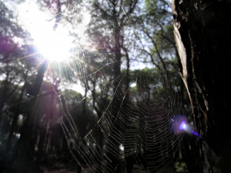  cobwebの写真素材