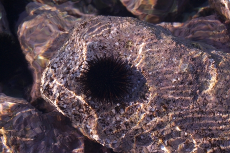 of sea urchin