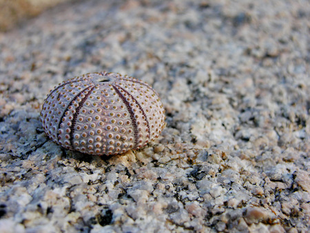skeleton of sea urchinの写真素材