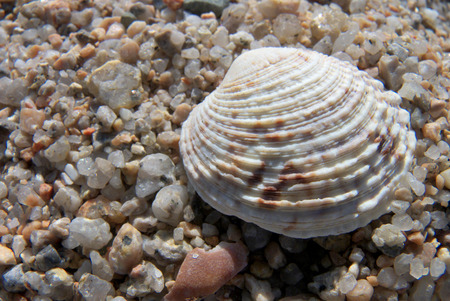 shell 