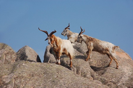 granite and goatsの写真素材