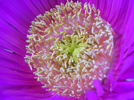 pollenの写真素材